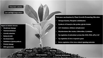 Plant-Microbe Interactions in Alleviating Abiotic Stress—A Mini Review
